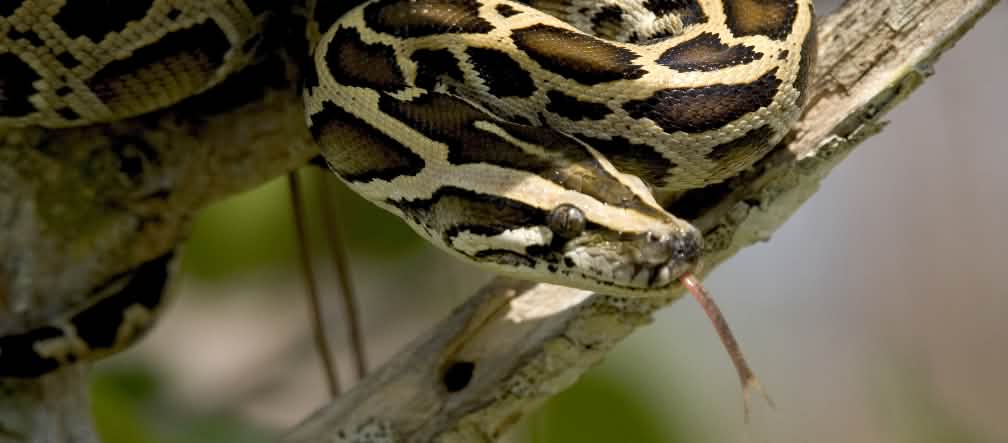 Python molure foncé dans les Everglades, en Floride Python molure foncé dans les Everglades, en Floride