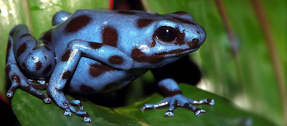 dendrobates auratus de forme bleue Grenouille bleue tachetée de noir sur une feuille