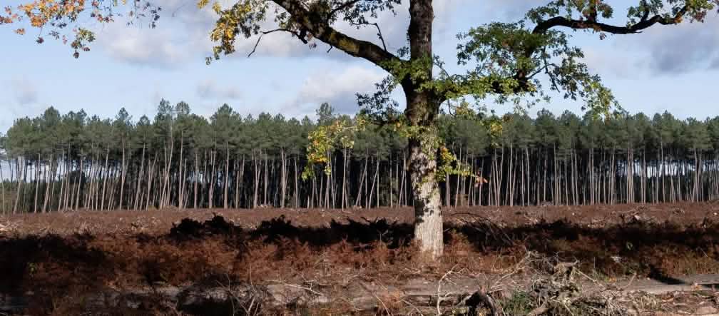 Un chêne est isolé au milieu d’une zone coupée à blanc, avec une monoculture de pins en arrière-plan