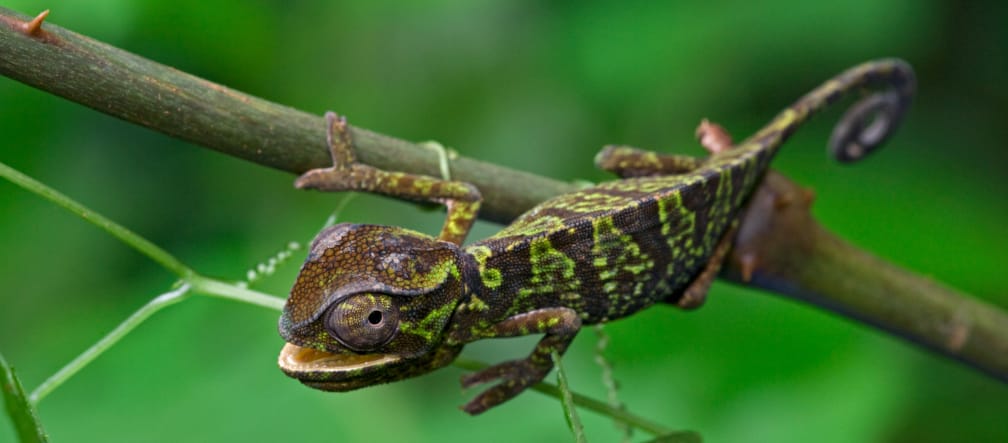 Un caméléon vert et brun