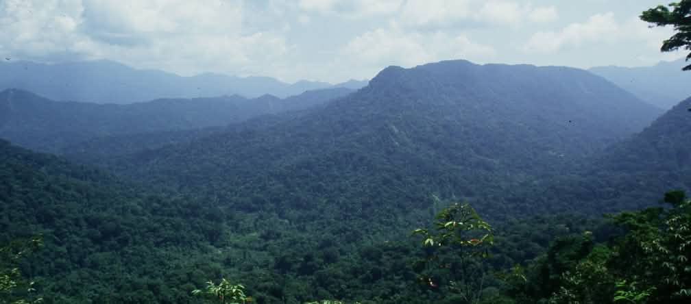Forêt de Los Chimalapas, Oaxaca, Mexique