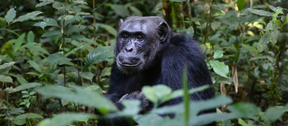 L’habitat des chimpanzés réduit comme peau de chagrin en Ouganda Chimpanzé dans la forêt en Ouganda
