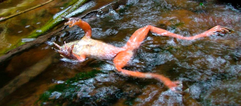 Une grenouille infectée par les chytrides