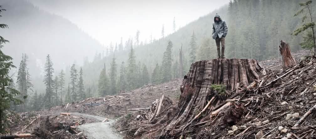 Abattage dans la forêt pluviale côtière sur l’île de Vancouver, Colombie britannique, Canada