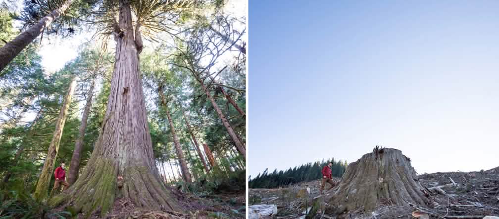 Collage - Avant / Après - Abattage dans la forêt côtière de Caycuse, Canada