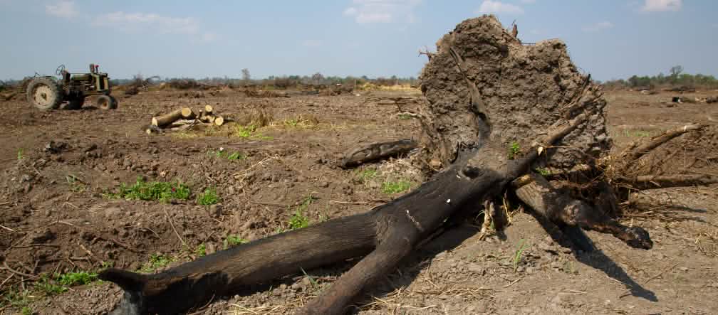 Un arbre brûlé pour établir des plantations de soja dans le Gran Chaco