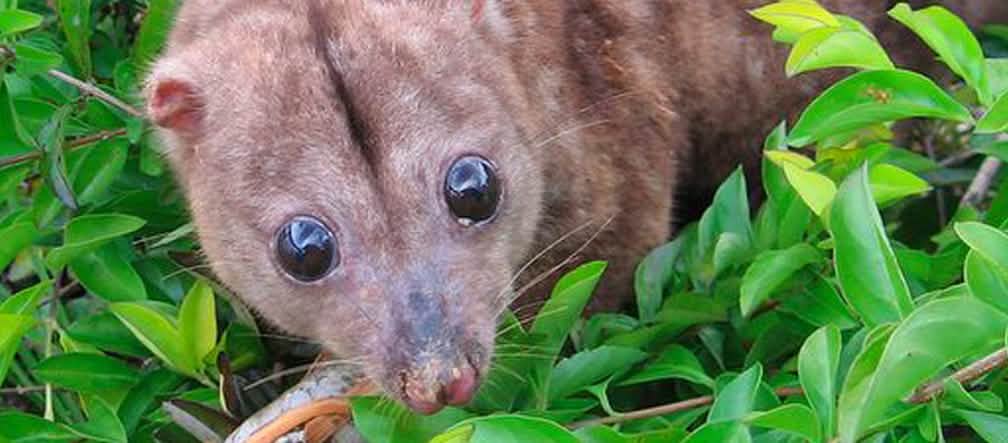 Un couscous de Woodlark, petit marsupial endémique à l’île de Papouasie-Nouvelle-Guinée, regarde apeuré.