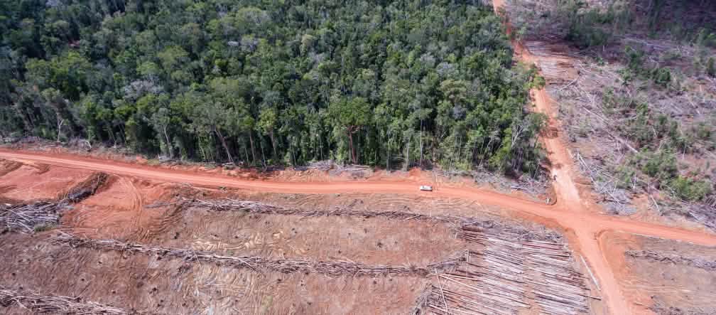 Photo aérienne de zones déboisées par Korindo pour l’établissement de plantations d’huile de palme