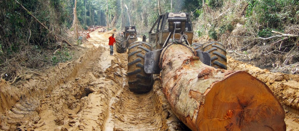 Une grume d’arbre géant transportée sur une route dans une forêt tropicale en Afrique Centrale