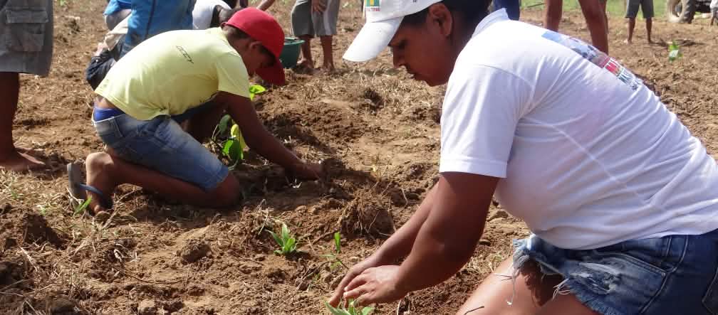 Une quinzaine de personnes plantant des jeunes arbres dans un grand espace ouvert