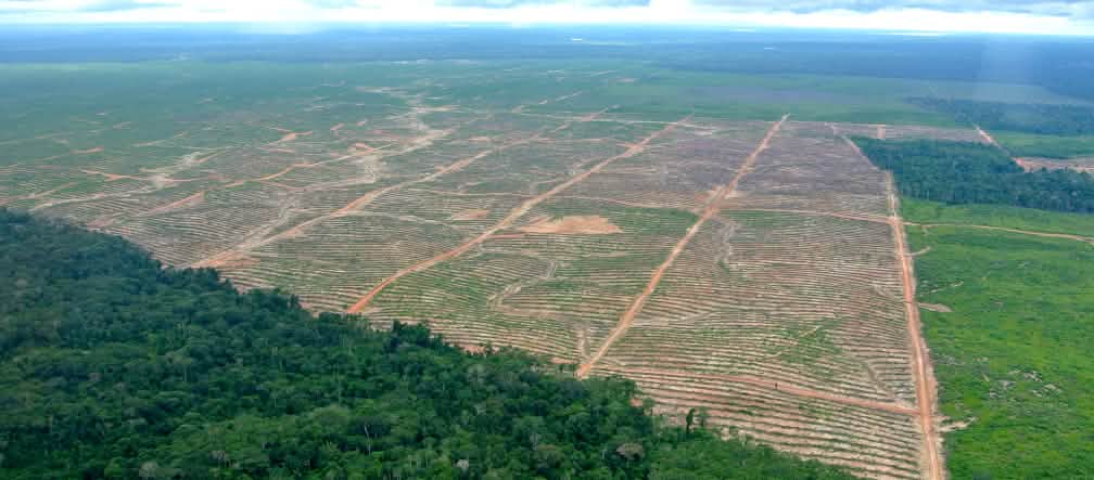 Plantation de palmiers à huile dans la forêt tropicale d’Ucayali (Pérou) Photo aérienne d’un défrichage au profit de l’huile de palme au Pérou
