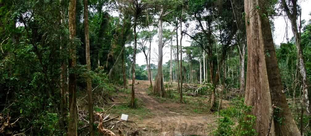Une bande de forêt doit être rasée pour la construction d'une autoroute