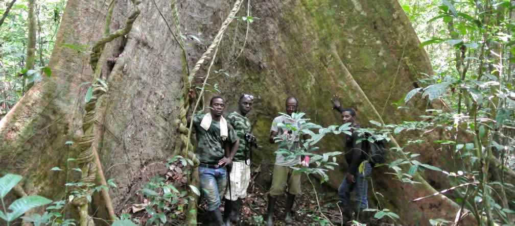 Des collaborateurs de la Wild Chimpanzee Foundation (WCF) et des écogardes posent au pied d’un arbre géant dans le parc national de Sapo au Libéria
