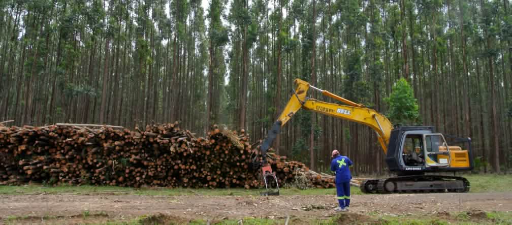 Récolte dans une plantation d’eucalyptus en Afrique du Sud