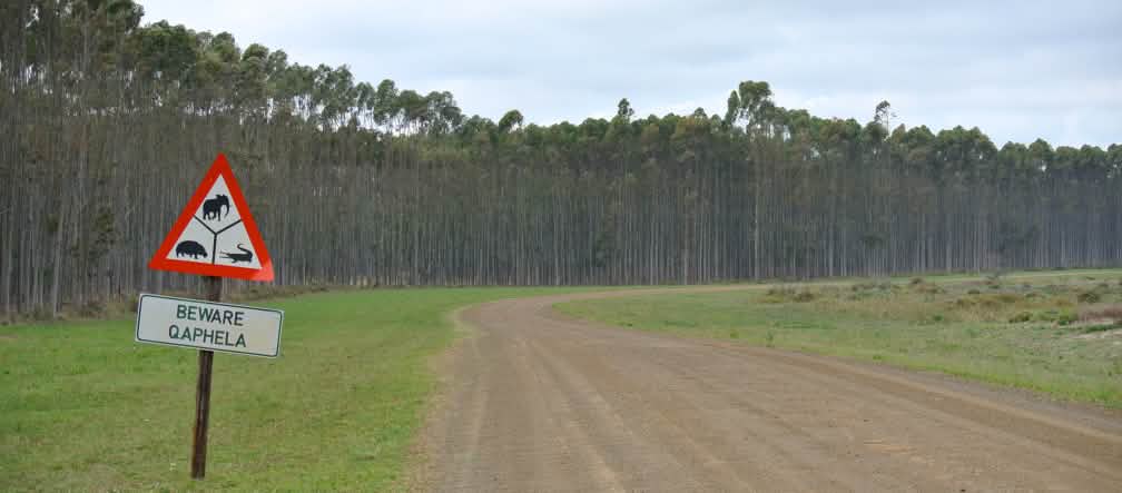 Plantation industrielle d’arbres en Afrique du Sud