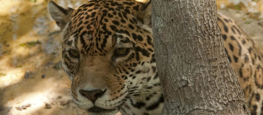 Jaguar derrière un tronc d’arbre