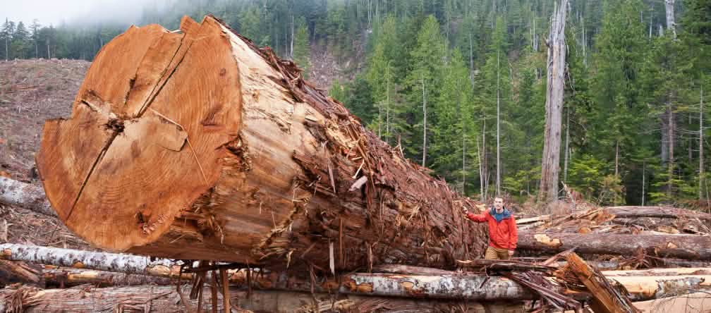 Arbre géant abattu dans la forêt côtière à Vancouver Island, British Columbia, Canada