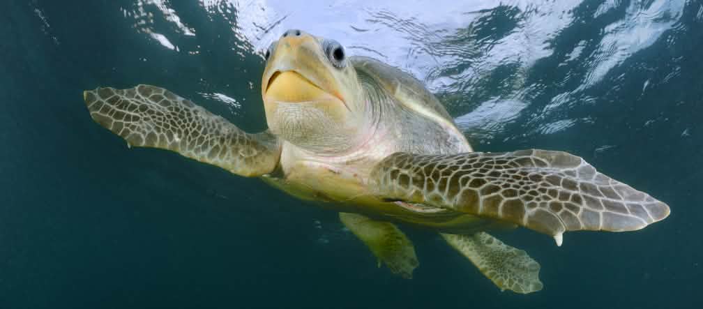 Tortues marines ou logements de luxe sur polders en Malaisie ? Tortue olivâtre (Lepidochelys olivacea)