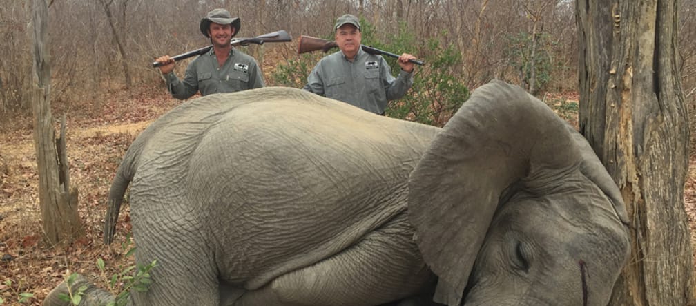 Éléphant tué par des chasseurs "en légitime défense" au Zimbabwe