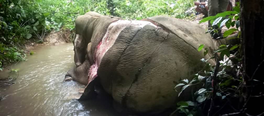 Comme si l’ivoire ne suffisait pas, la peau des éléphants est dorénavant vendue pour des supposées vertus médicinales en Chine La carcasse écorchée d’un éléphant dans la jungle de Birmanie (Myanmar)