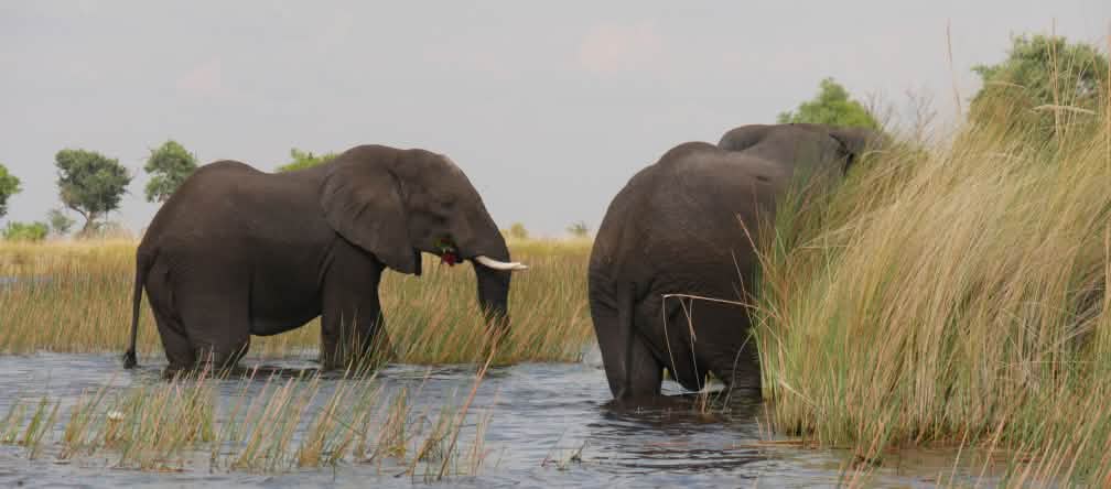 Eléphants dans le delta de l’Okavango au Botswana
