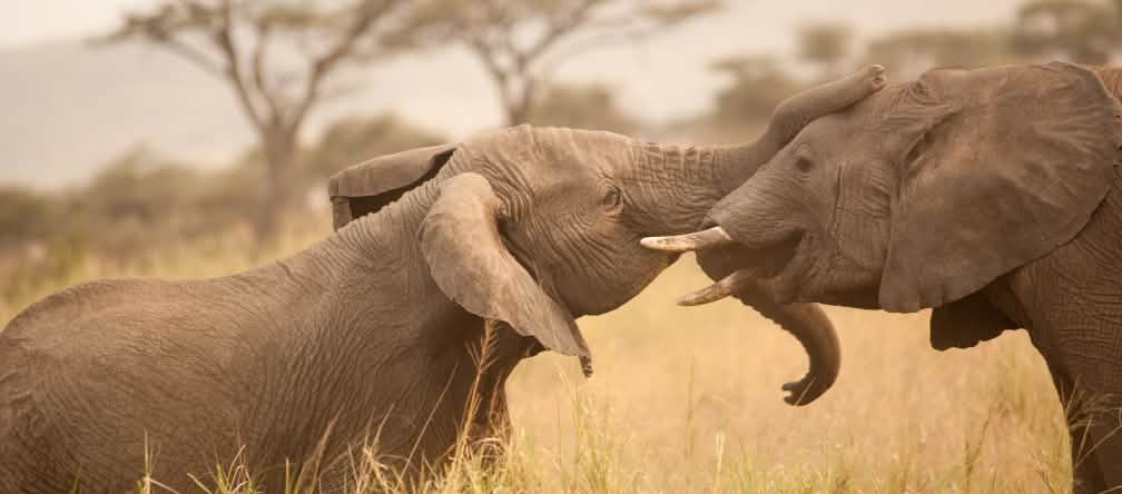 Les éléphants d'Afrique font partie du patrimoine universel - ils ont un besoin urgent de protection (photo: flickr/cetp - CC BY-NC 2.0)