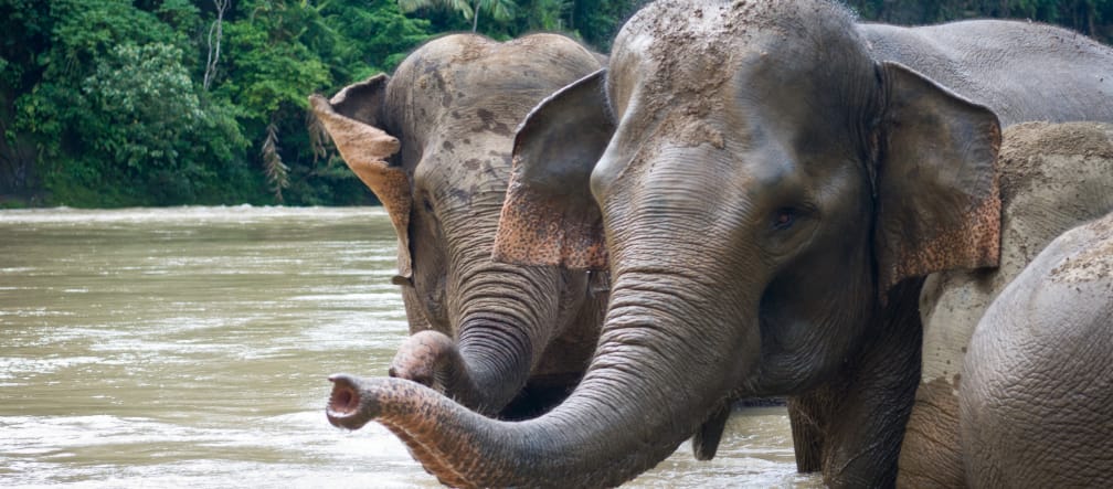 Des éléphants de Sumatra se baignent dans un fleuve