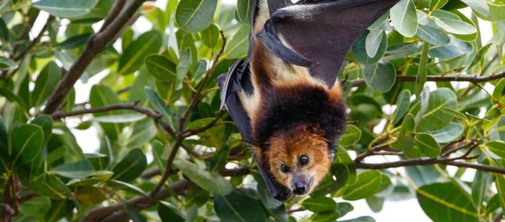 Une roussette noire (Pteropus Niger), espèce de chauve-souris endémique à l’île Maurice, suspendue à un arbre.