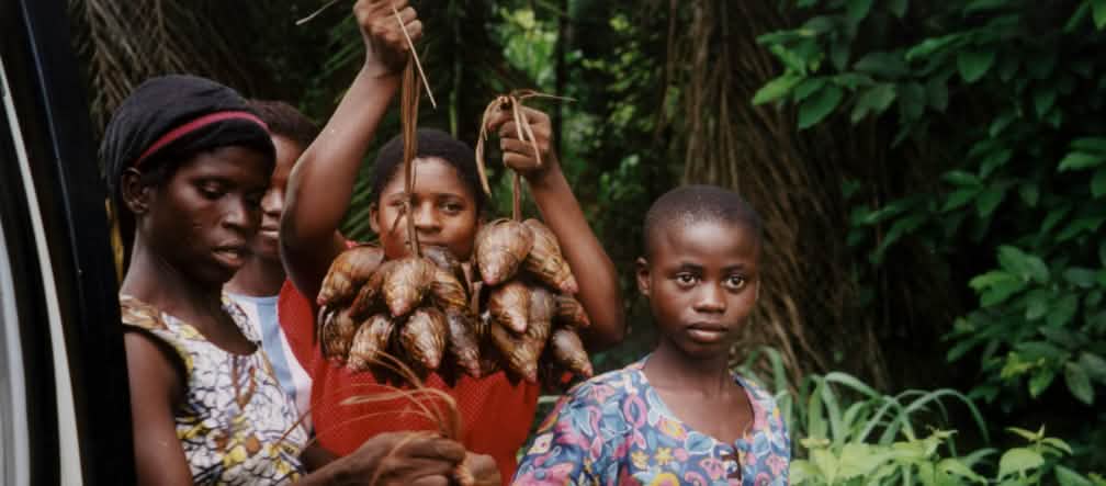 Des femmes du peuple autochtone Ekuri montrent le fruit de leur récolte dans la forêt de l’État de Cross River au Nigéria
