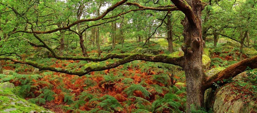 Fontainebleau est l'une des cinq forêts de protection classées en Ile-de-France Chêne dans la forêt de Fontainebleau