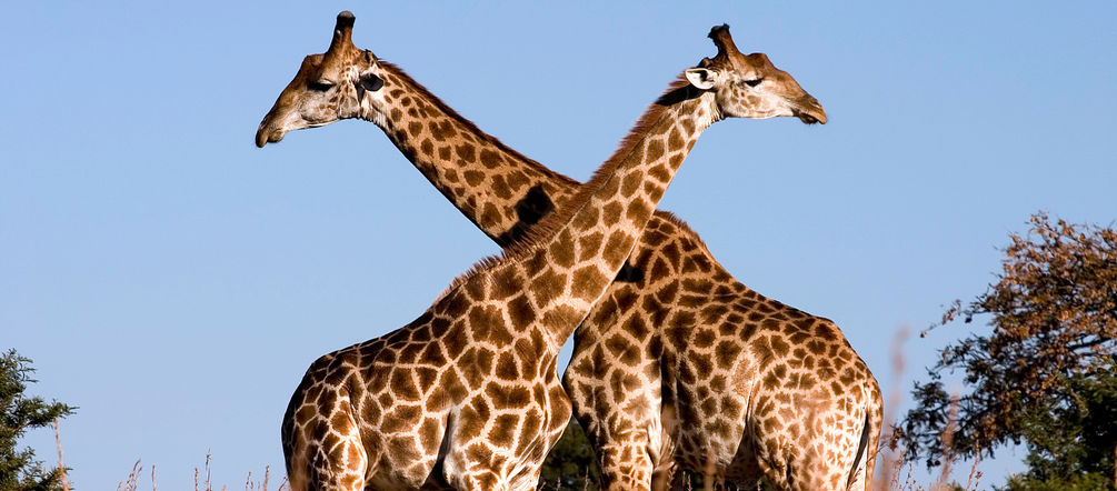 Giraffes