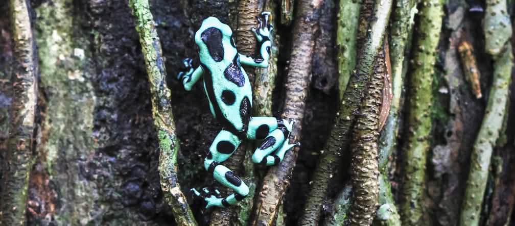 Un dendrobate vert et noir (Dendrobates auratus) grimpe à un arbre au Costa Rica
