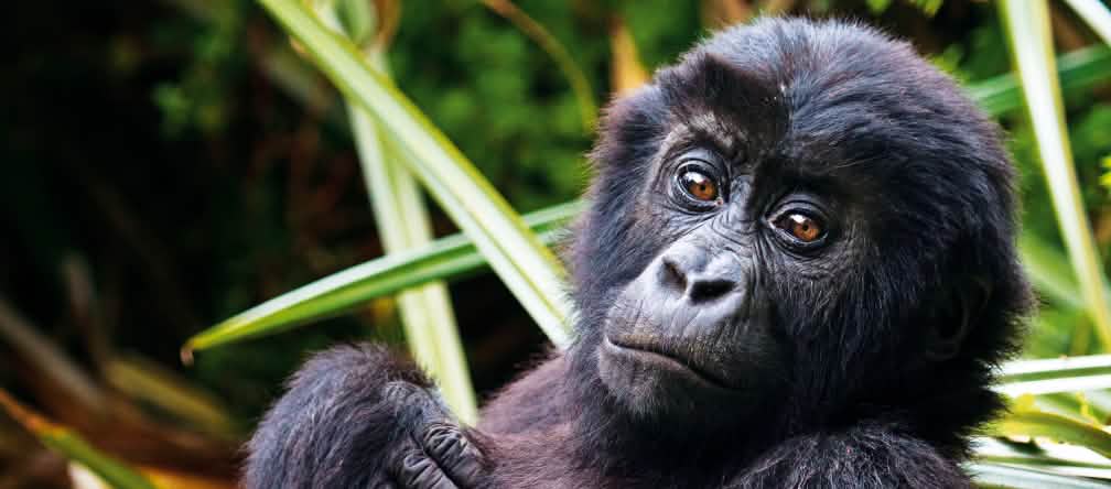 Un bébé gorille nous regarde affectueusement