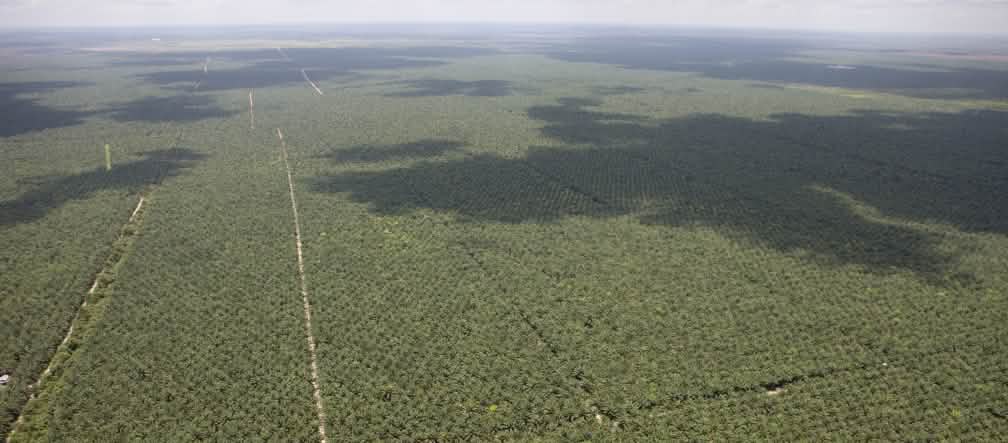 Vue aérienne de plantations de palmiers à huile s’étendant jusqu’à l’horizon