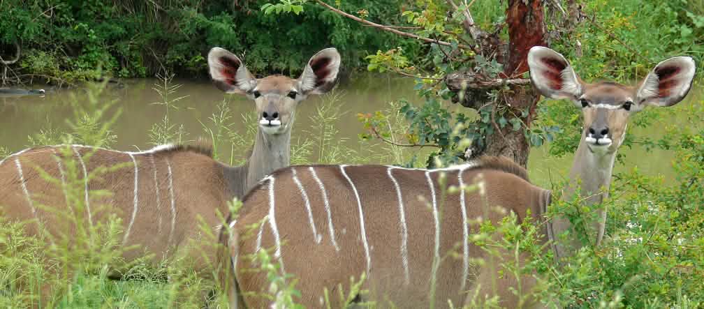 Antilopes dans les forêts et savanes du Ghana Deux antilopes