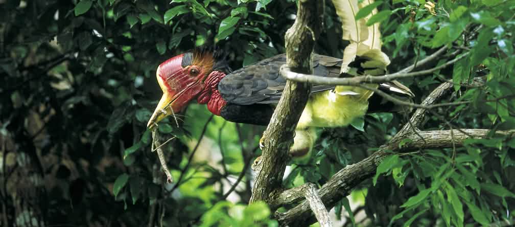 Un calao à casque rond (Rhinoplax vigil) dans un arbre