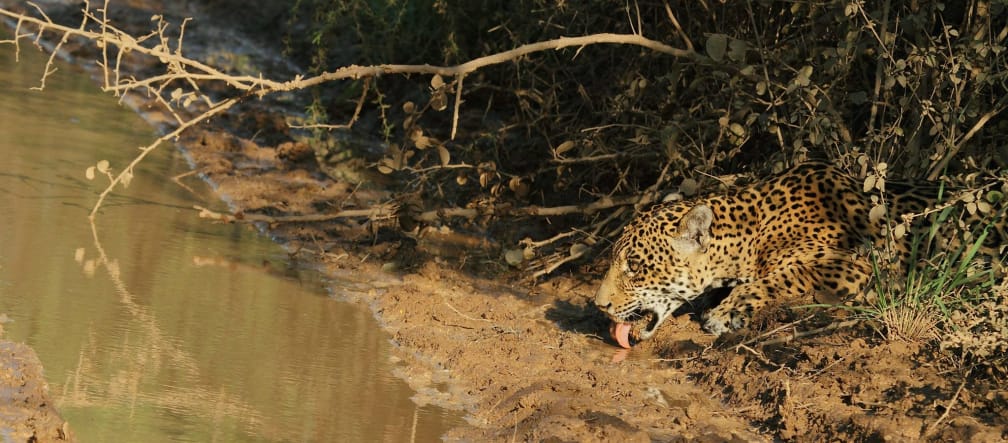 Jaguar se faufilant à travers la végétation pour boire de l’eau