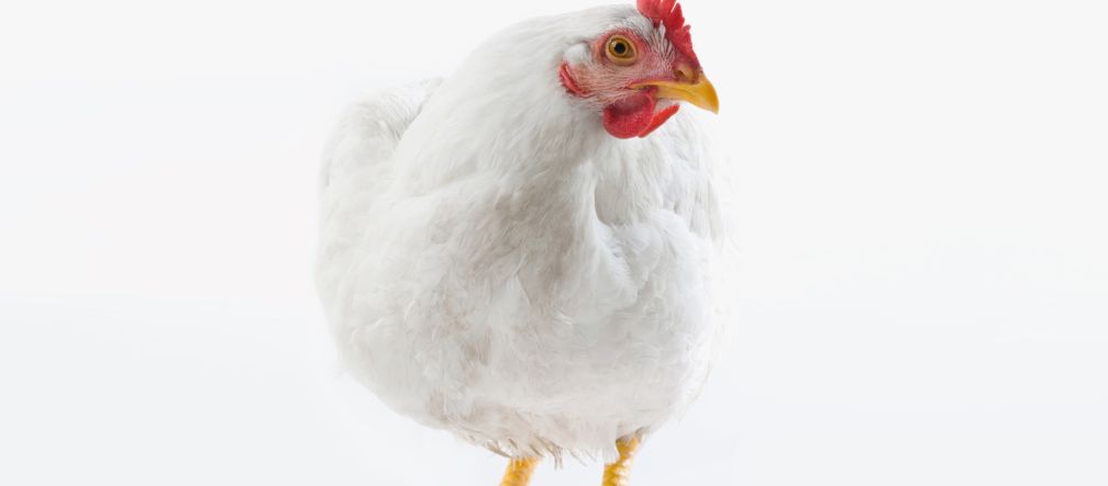 Une « vie » de poulet : 47 jours parqué en batterie jusqu’à l’abattoir Poulet blanc