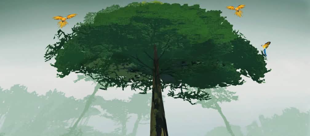 4.000 arbres géants ont déjà été marqués à destination des tronçonneuses dans la forêt Illustration de l’Amazonie
