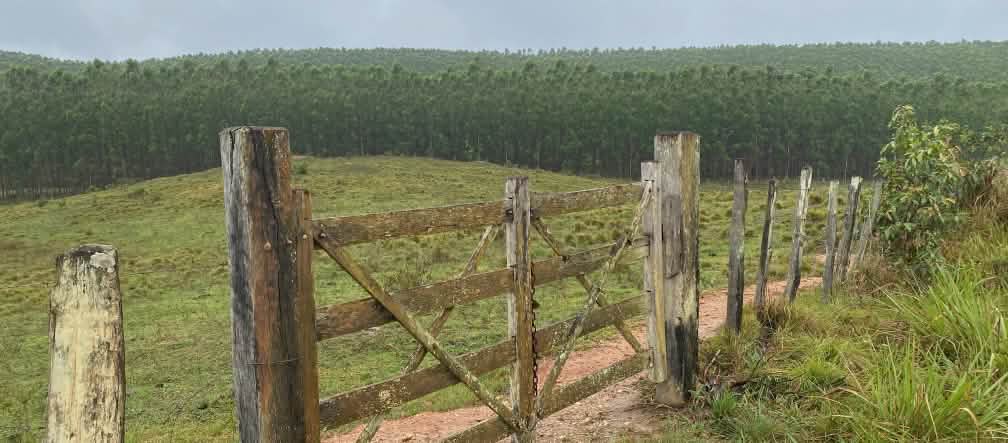 Un portail en bois fermé devant un pâturage, avec une plantation d’eucalyptus en arrière-plan