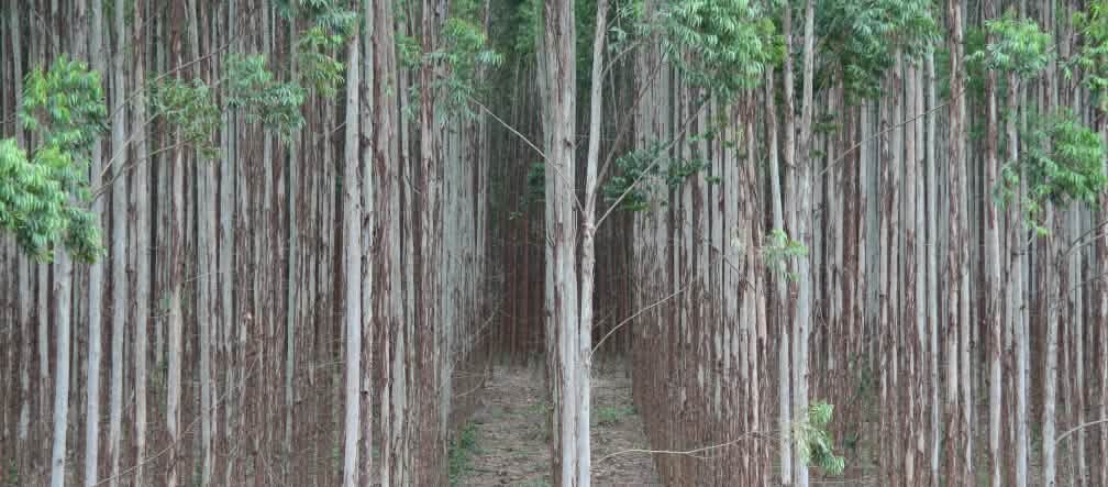 Désert eucalyptique au Brésil: les plantations ne sont pas des forêts Plantation d’eucalyptus