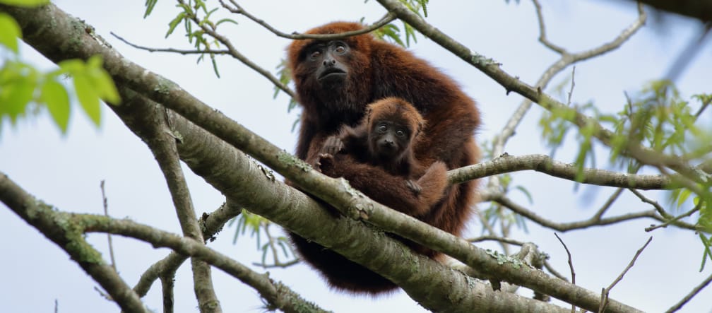 Singe hurleur brun du sud assis avec un petit au sommet d’un arbre