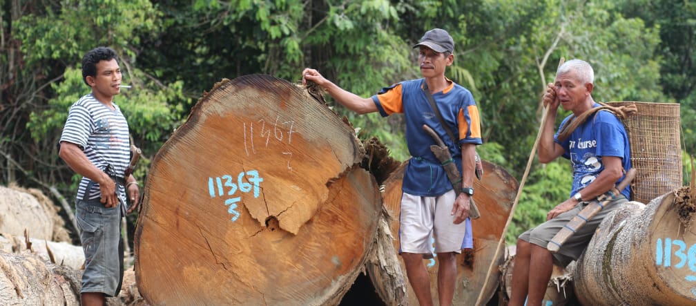Défrichage dans la forêt de Kinipan – Des autochtones se tiennent près de troncs d'arbres