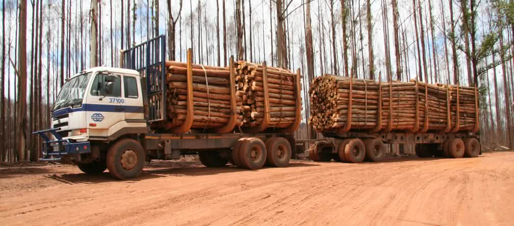Un camion et sa remorque chargés de grumes devant une plantation d’eucalyptus brûlée