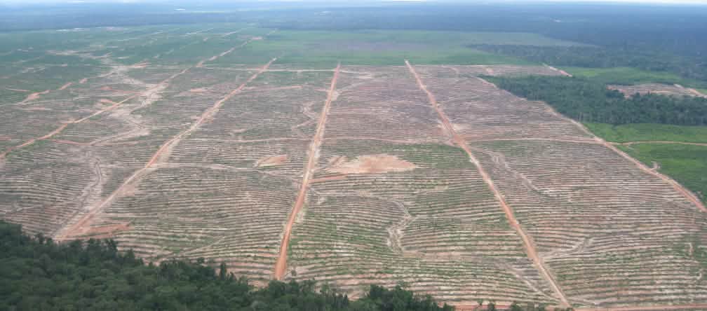 L'accord de libre échange de l'UE menace les forêts tropicales