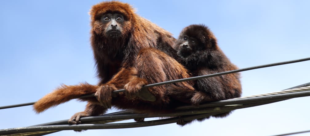 Un singe hurleur brun du sud est assis avec un petit sur des lignes électriques sur fond de ciel bleu