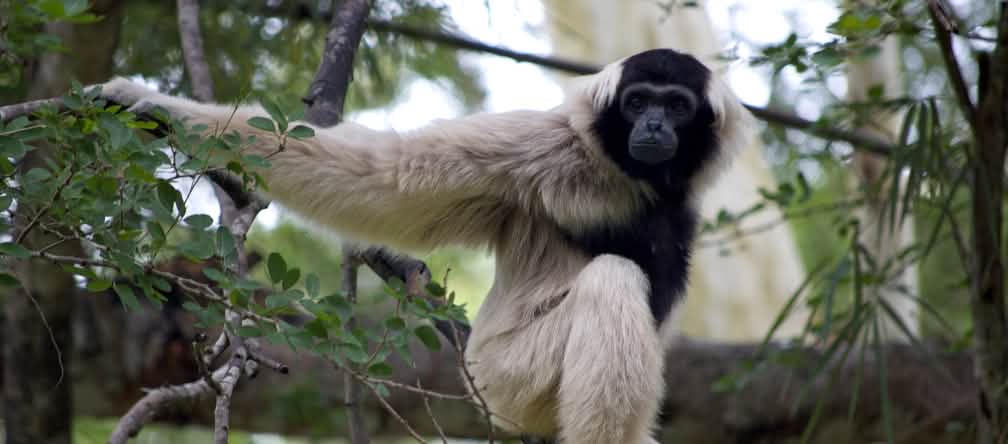 Un gibbon à bonnet (Hylobates pileatus) est assis sur une grosse branche et regarde la caméra