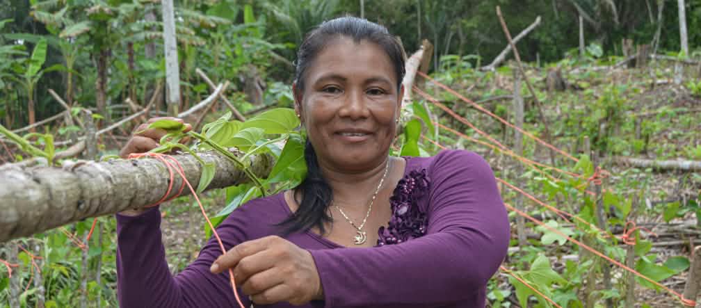 826 peuples indigènes vivent en Amérique du Sud et dans les Caraïbes, dont 305 au Brésil Une femme indigène dans la forêt tropicale