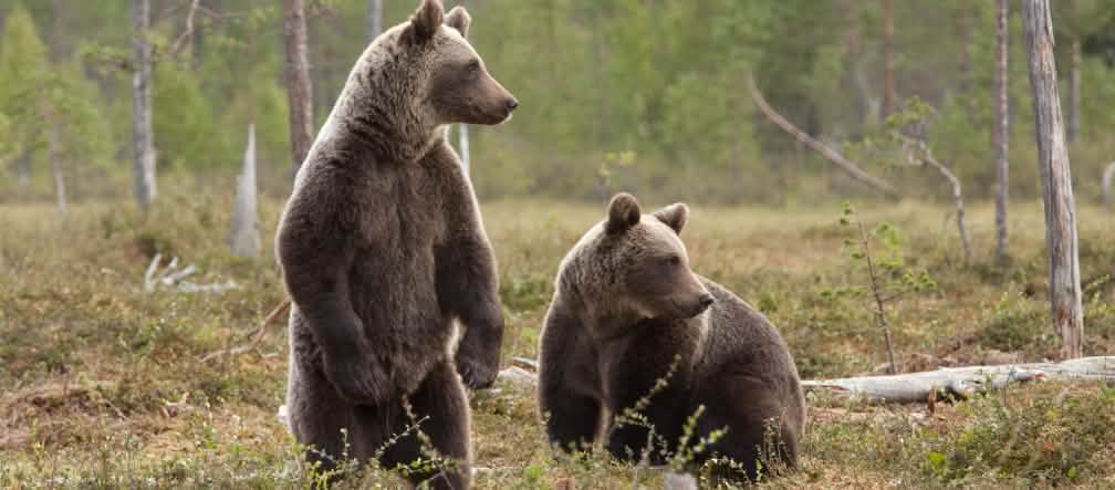 Des ours bruns à l’état sauvage : une image appartenant bientôt au passé ?