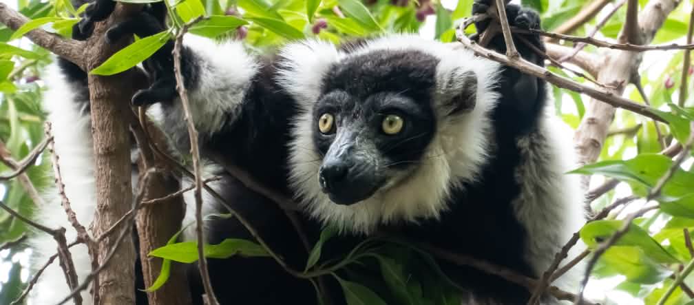 Un lémurien au pelage noir et blanc perché dans les branches d’un arbre